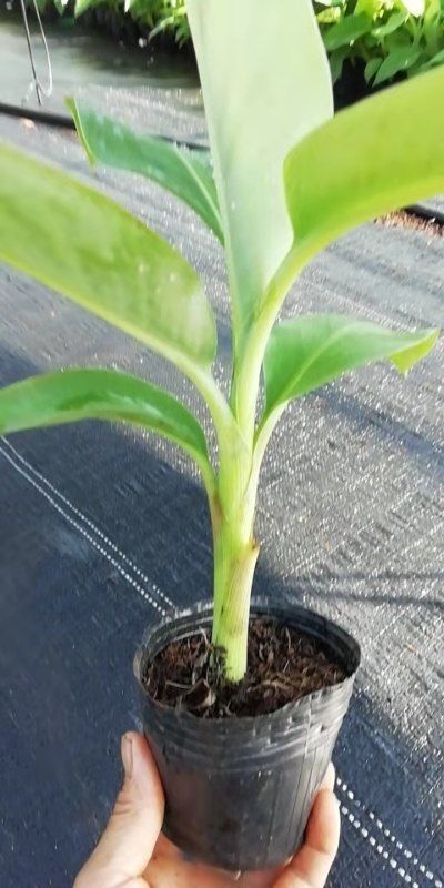 徐闻县香蕉苗