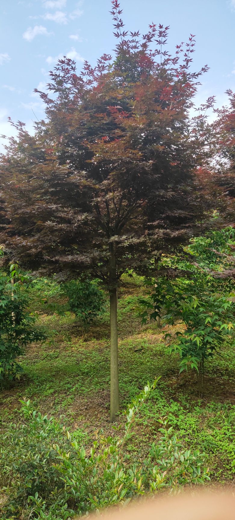 红枫，鸡爪槭【基地直发】品质保证，量大从优，电议