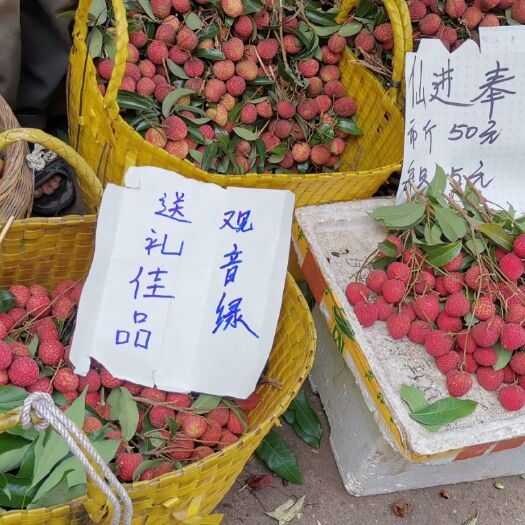 南宁桂味荔枝 荔枝广州次日达团购