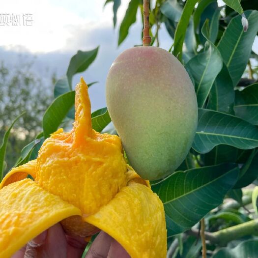 三亚芒果 新鲜小台芒现摘现发
