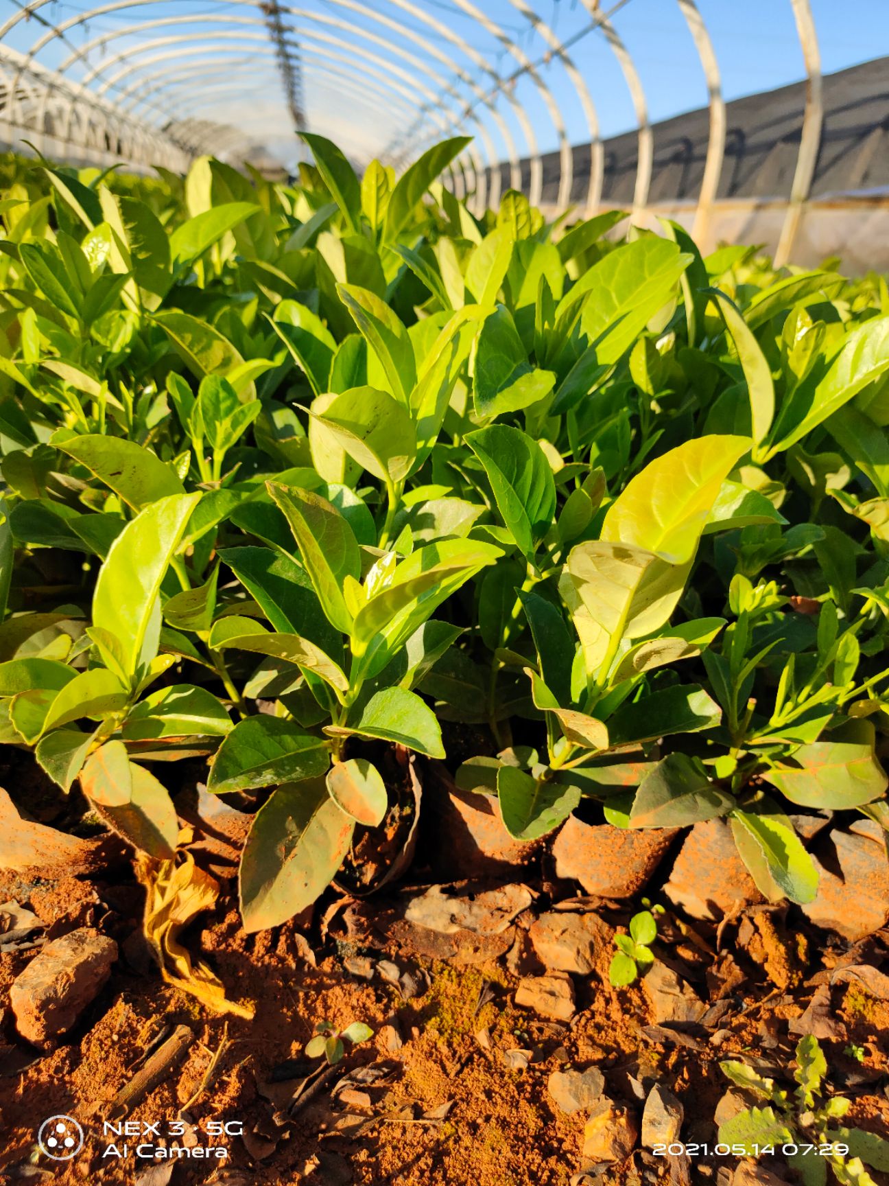 欧石楠  欧洲荚蒾