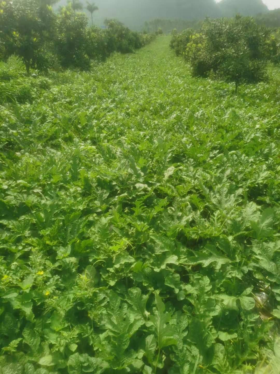 黑美人西瓜苗  广西育苗基地，产地直销，全年供应！，代育加工