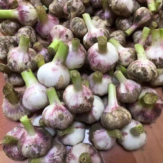 新沂市白皮蒜 大蒜各种规格大蒜