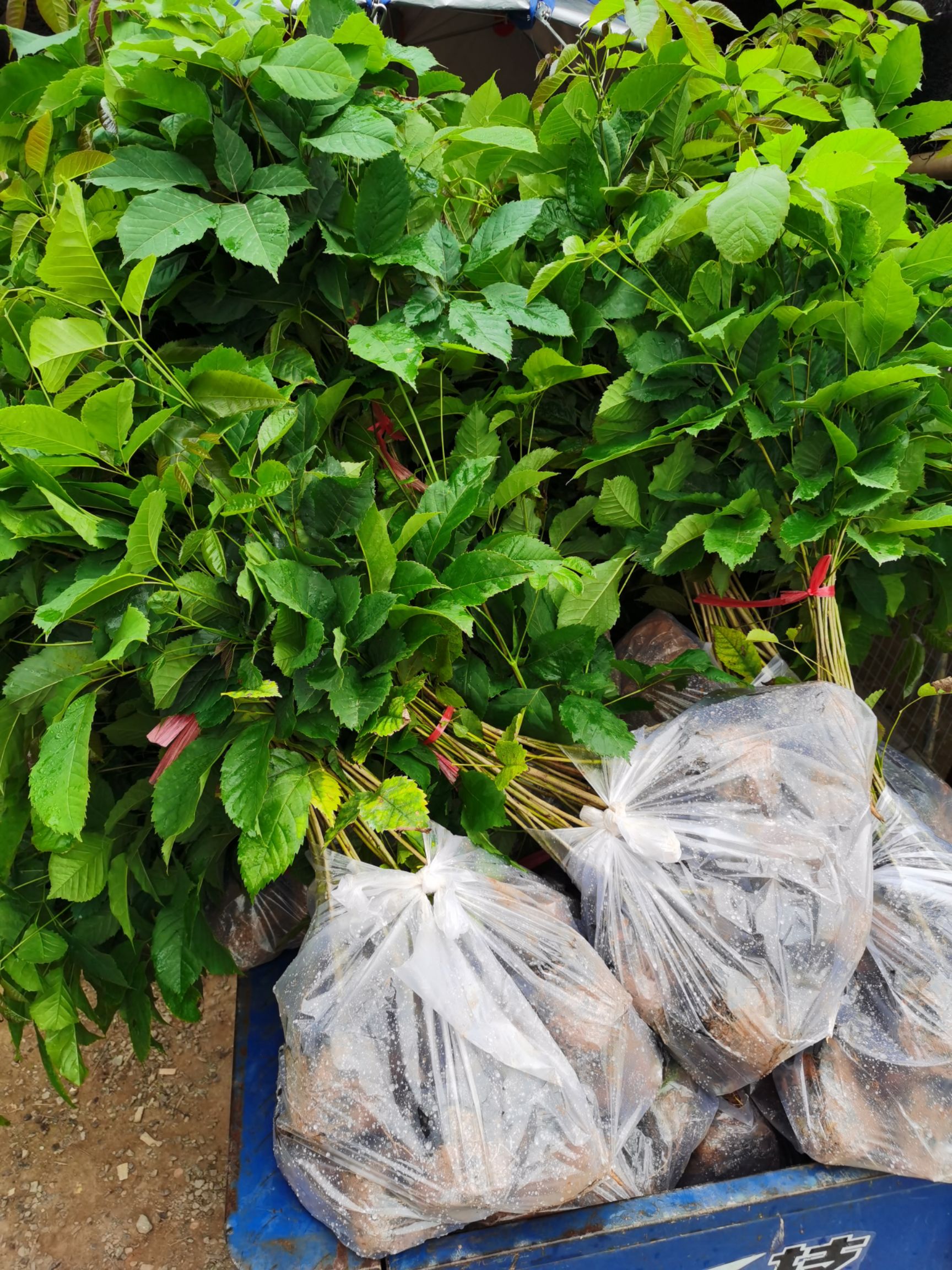 紫花风铃木  风铃木