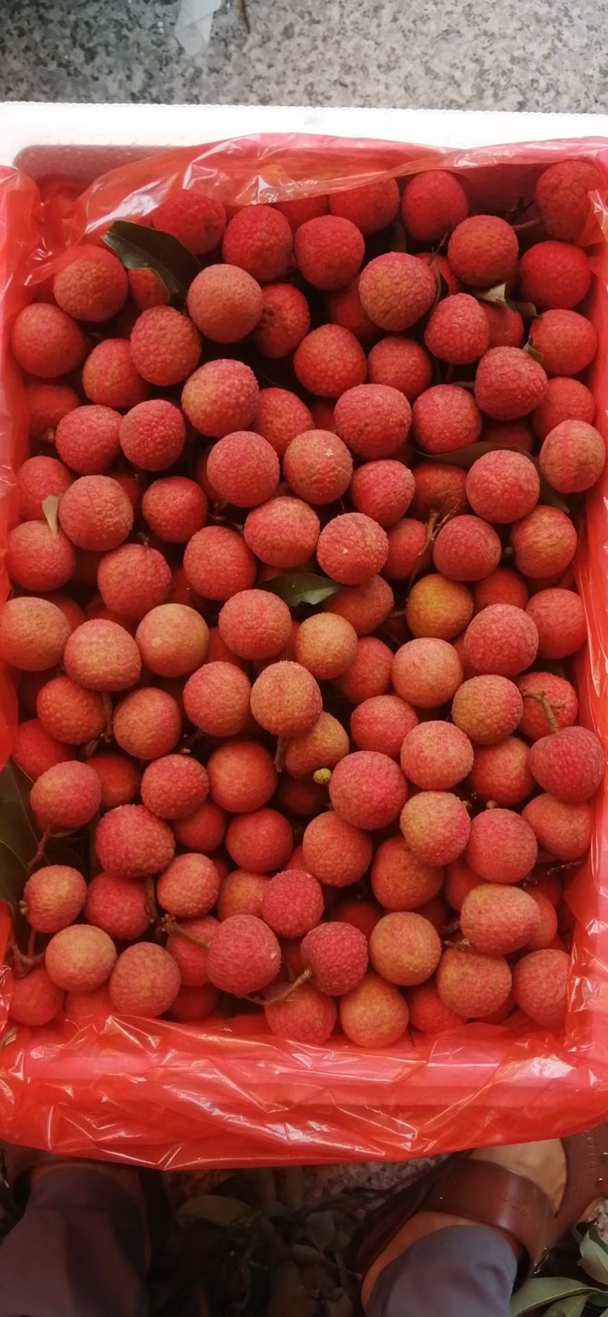  现摘现发荔枝白糖罂荔枝自然成熟