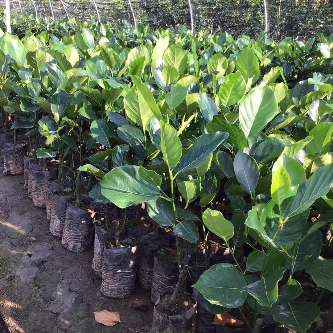 菠萝蜜苗 正品嫁接苗 四季开花结果 带土带叶发货 苗圃直销