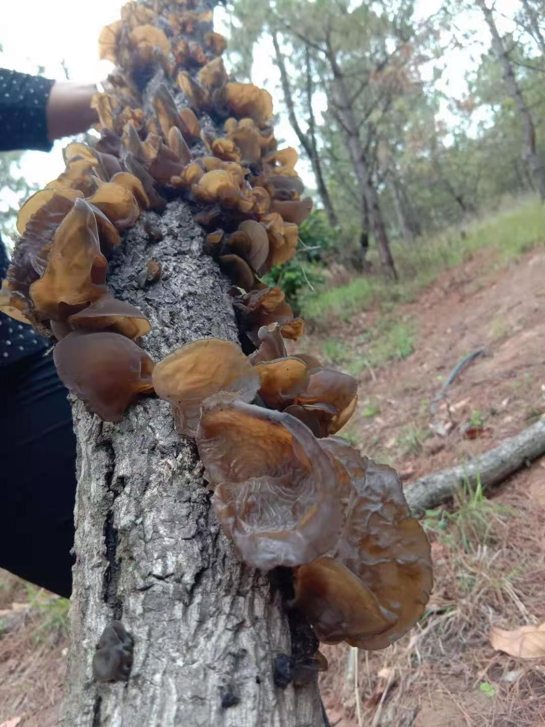 皱木耳  漾濞野生木耳