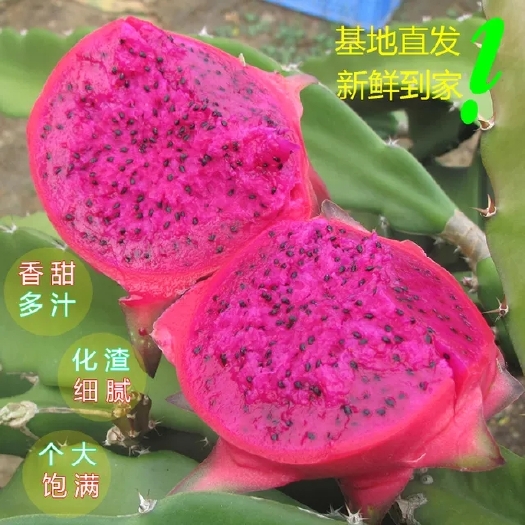 遂溪县金都一号火龙果 广东产地直发红心火龙果规格齐全