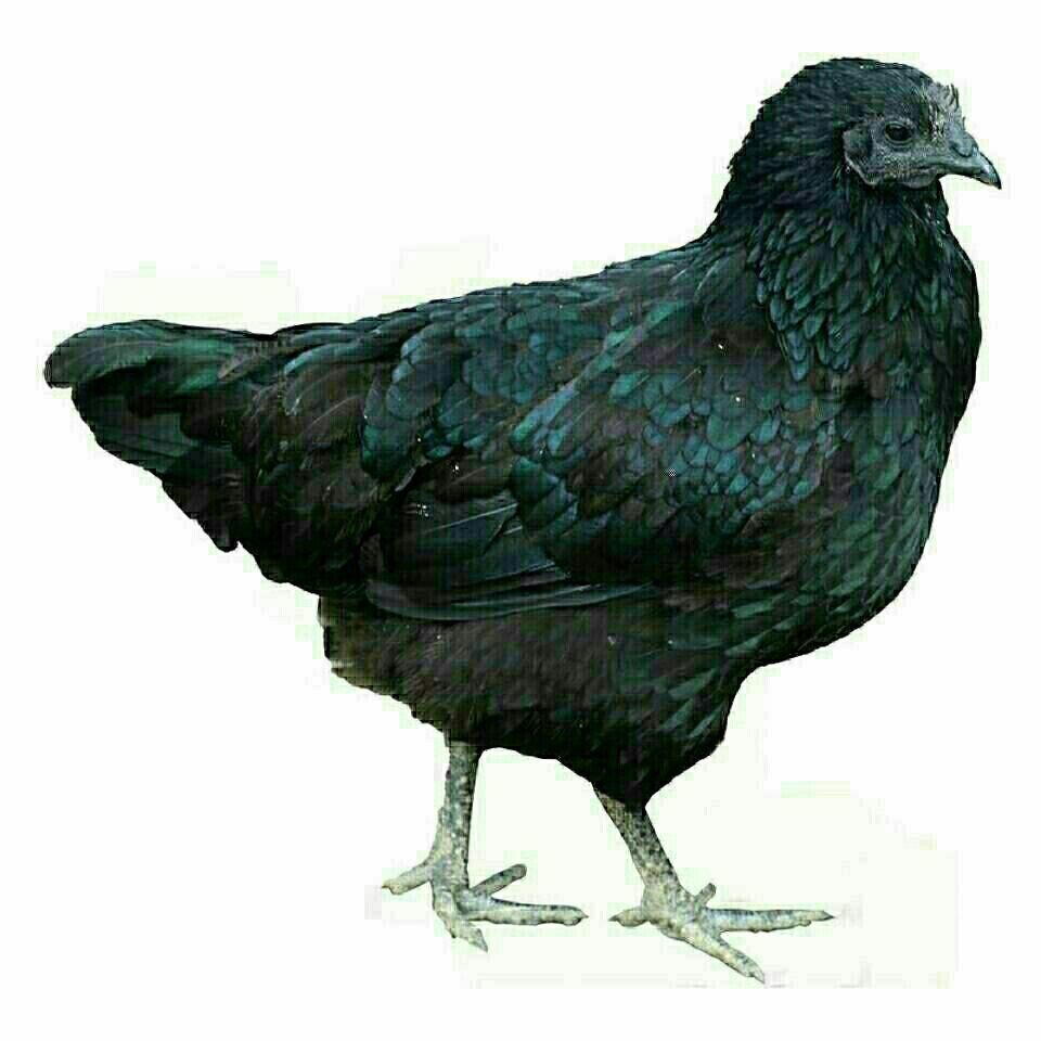 鸡苗 绿壳蛋鸡苗 五黑鸡苗