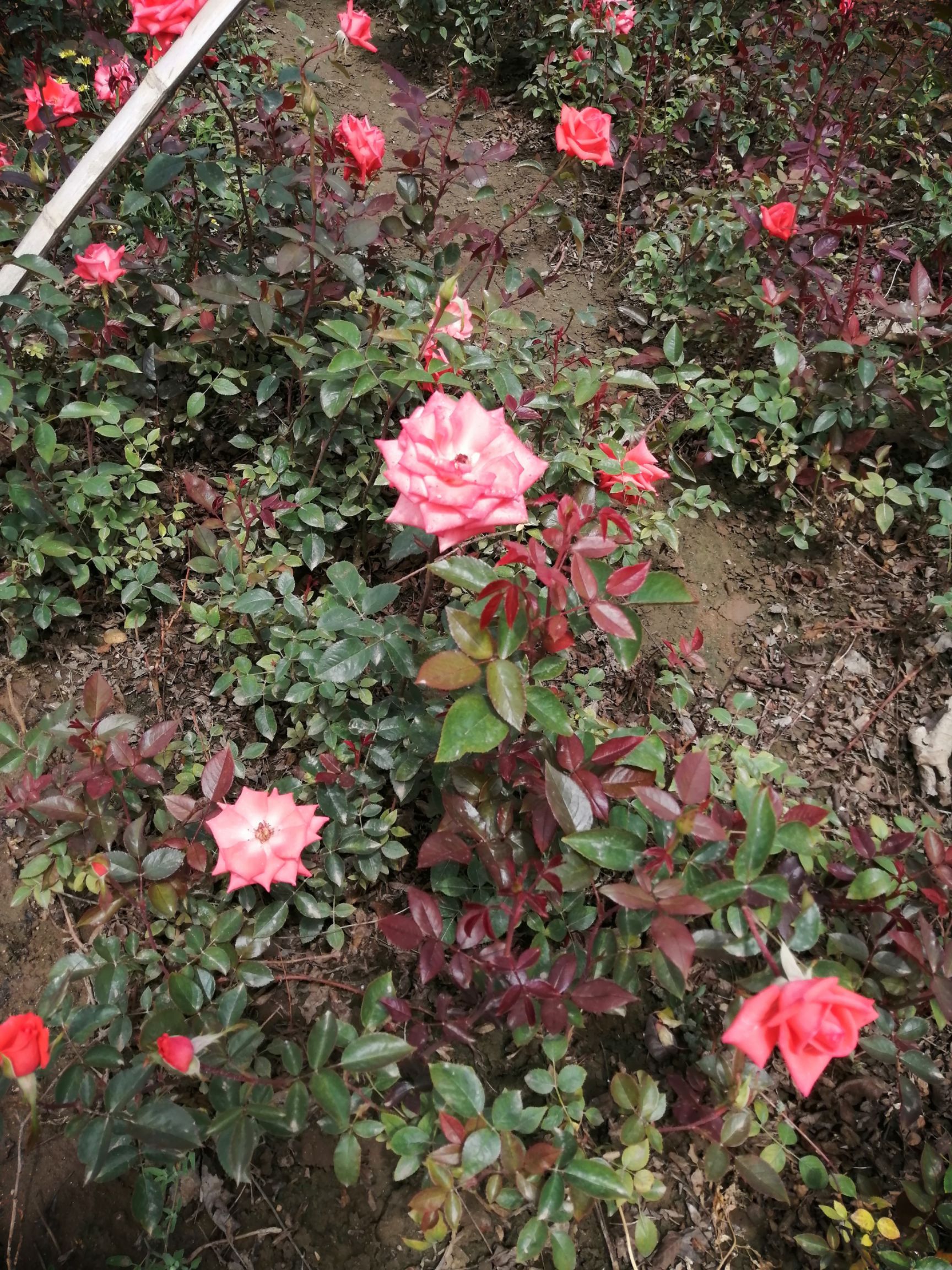 大花月季