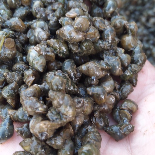 [田螺批发]田螺 米螺,仔螺价格123元/斤 - 惠农网