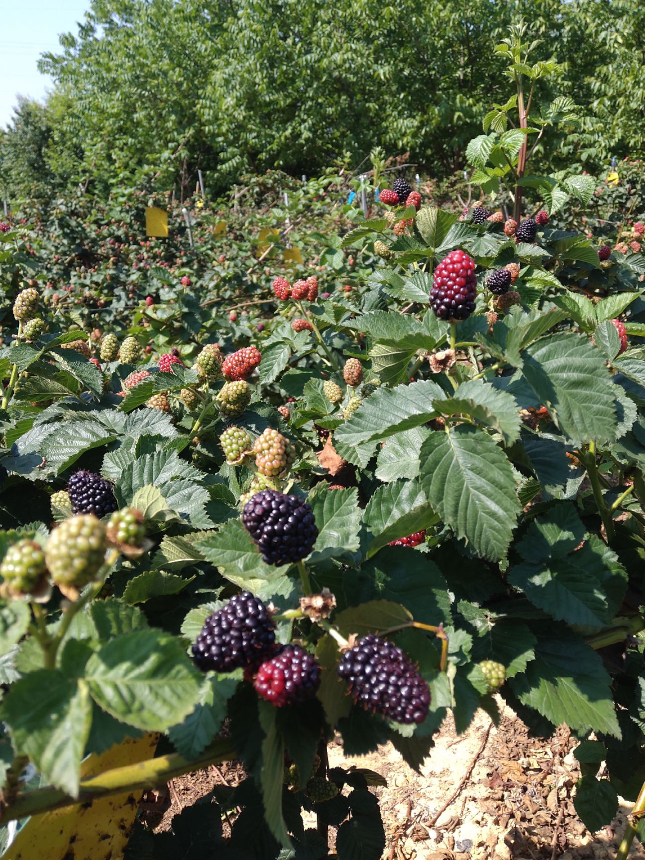 黑莓  黑树莓  果 苗
