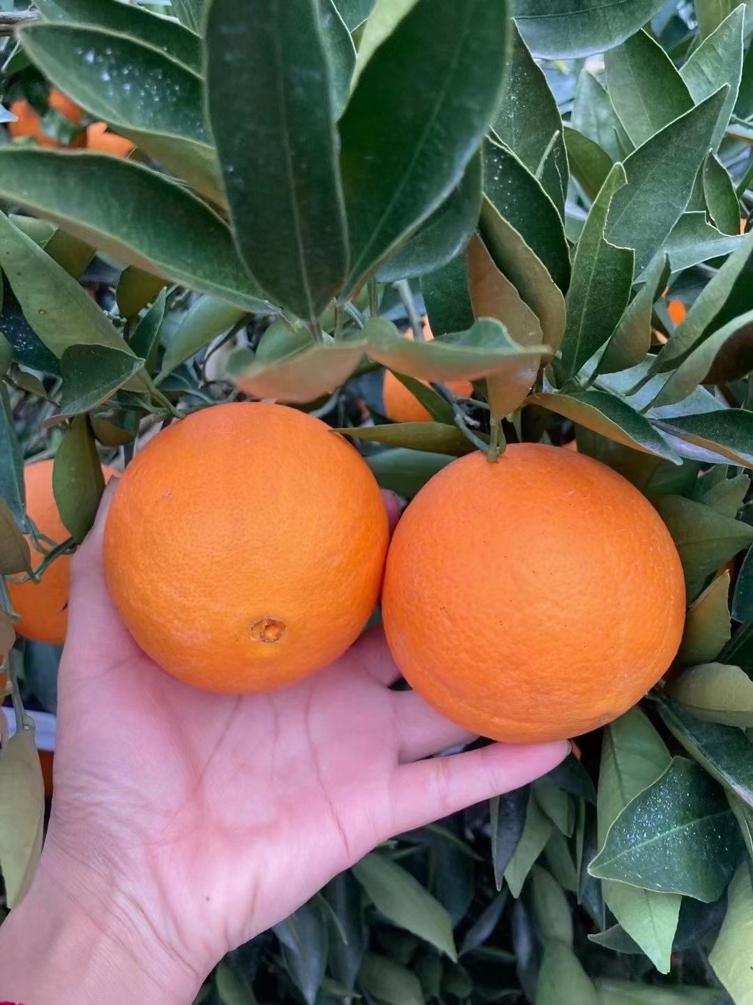 伦晚橙，反季节橙子价格便宜糖份足！江边橙子水分足！