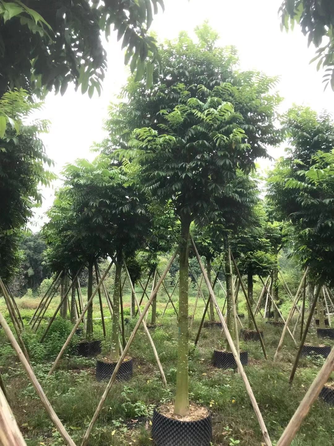 人面子树  仁面子（人面子）米径：15-18-20公分 大骨架精品假植苗