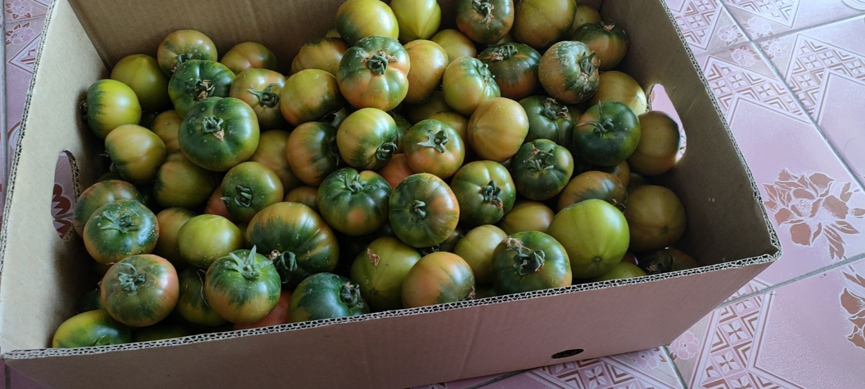 铁柿子 盘锦碱地柿子，也叫草莓柿子