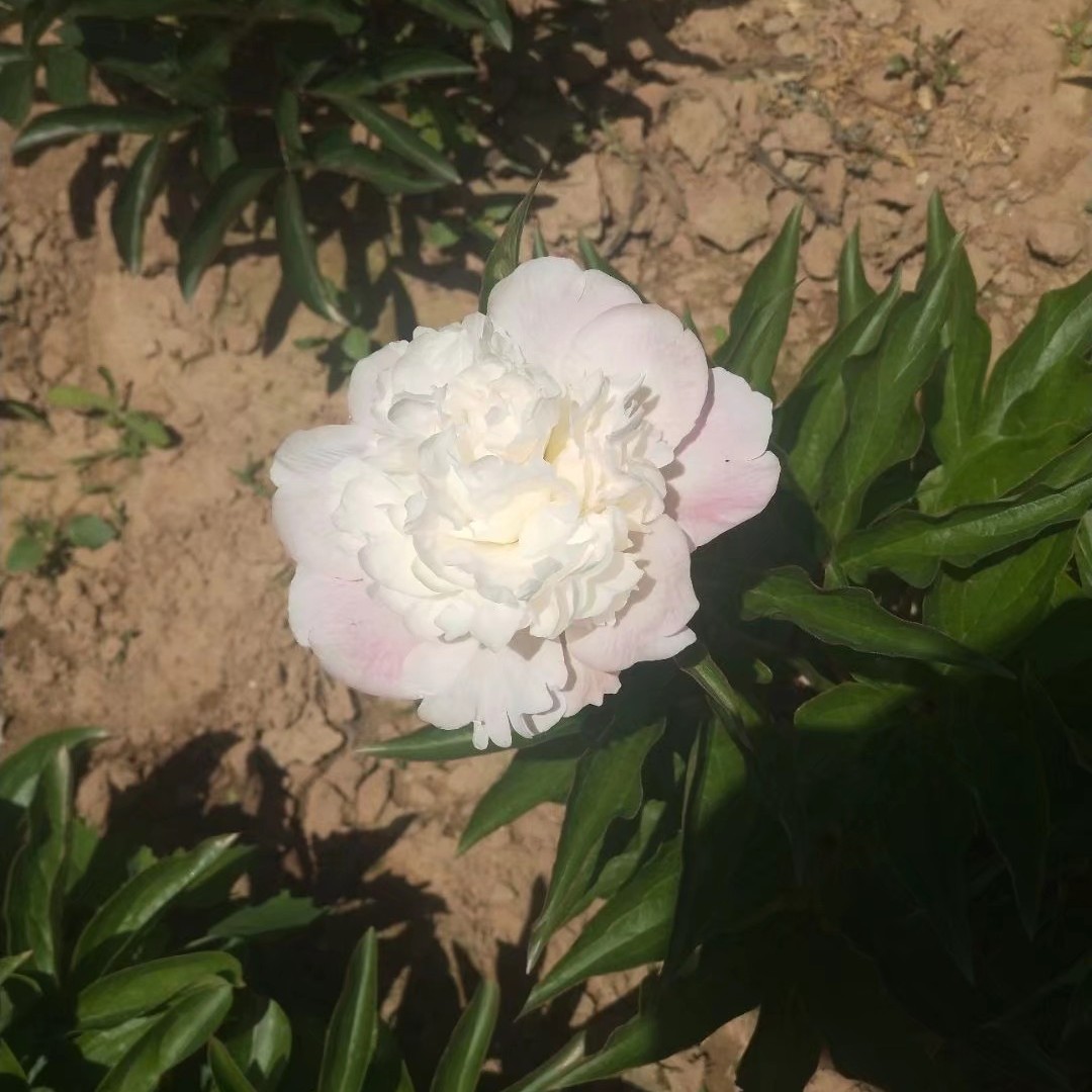 美丽芍药  芍药花骨朵