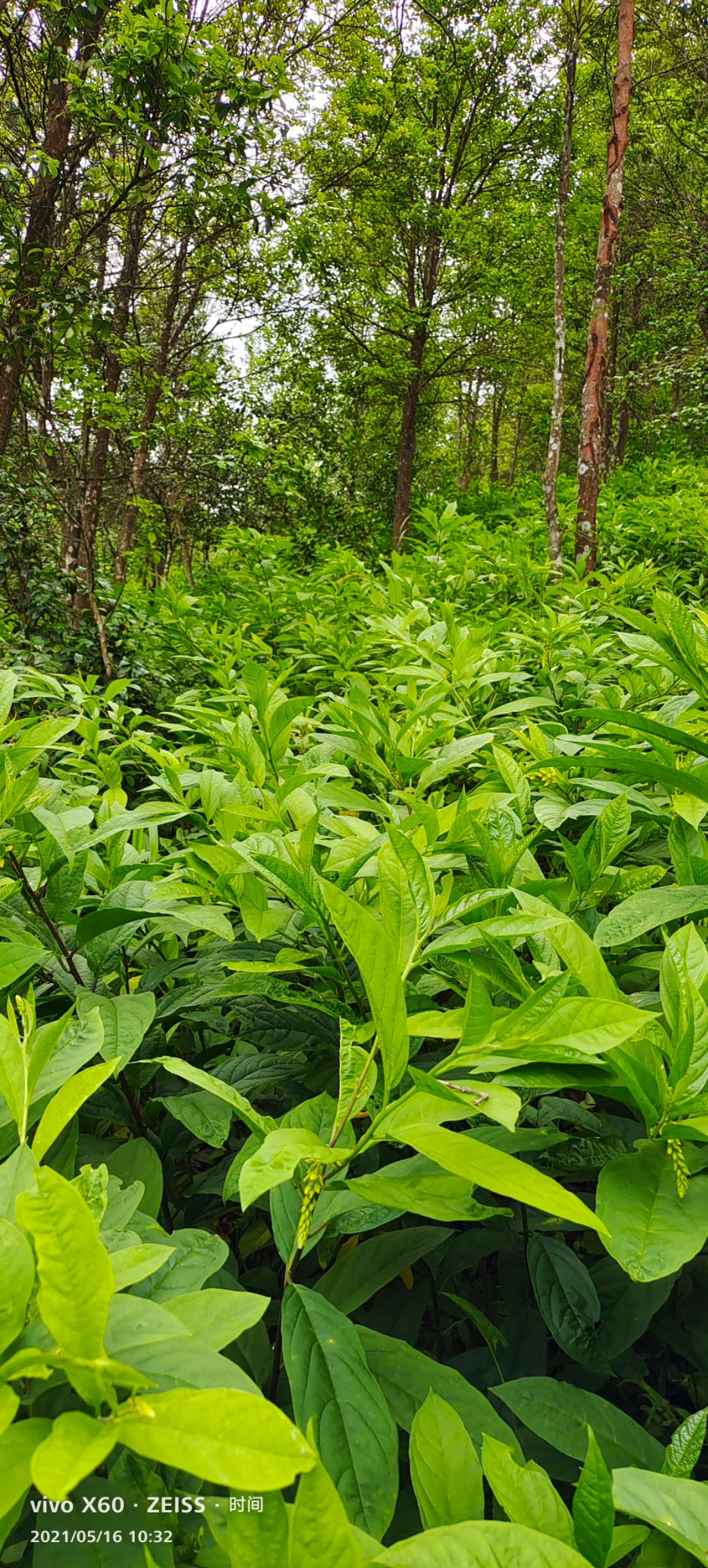 黄花倒水莲种苗  黄花倒水莲