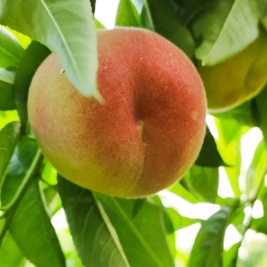  原产地大量供应水蜜桃，可代办，可一件发货