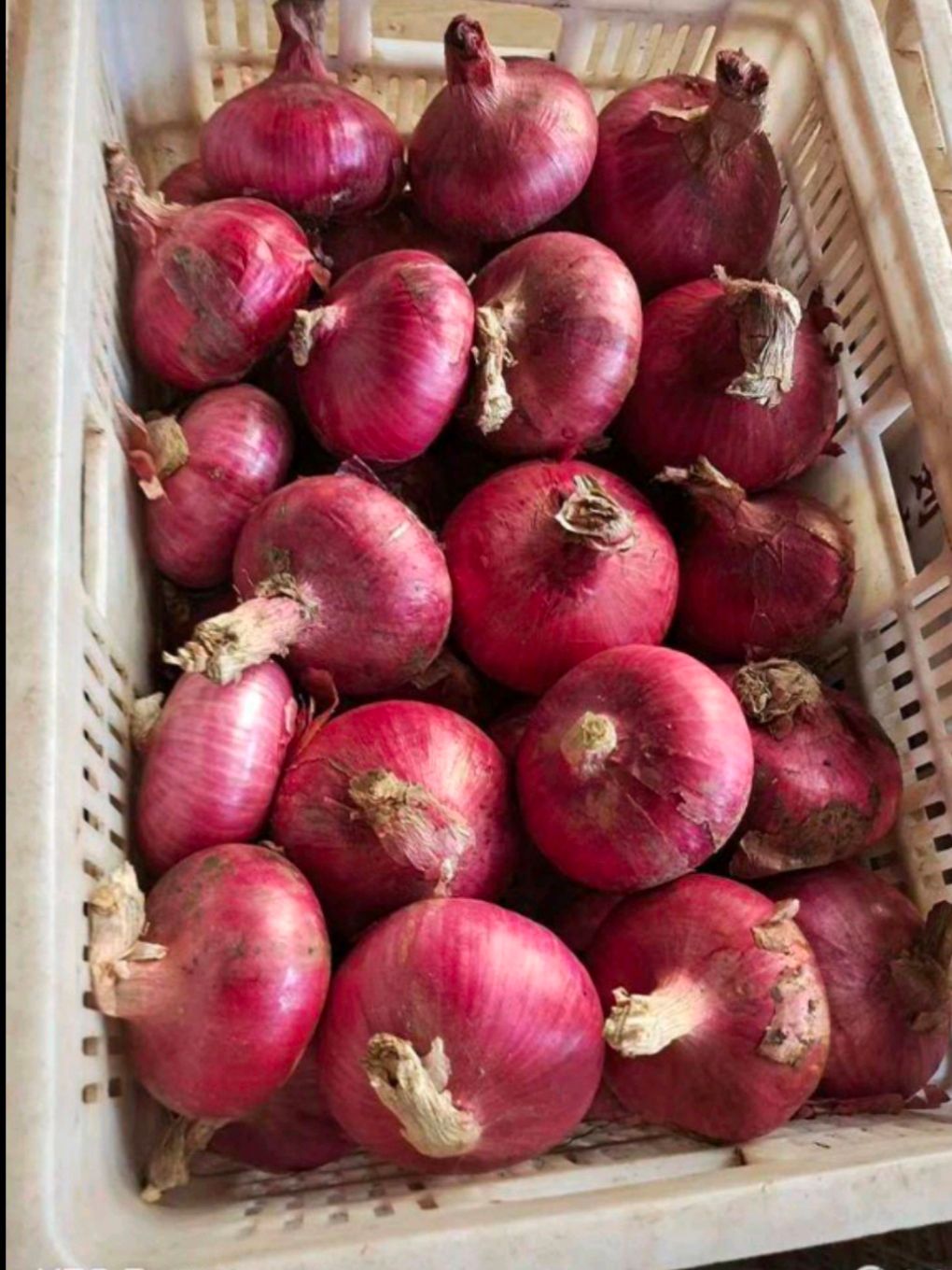 红皮洋葱  聊城二红洋葱基地种植，月底大量上货！