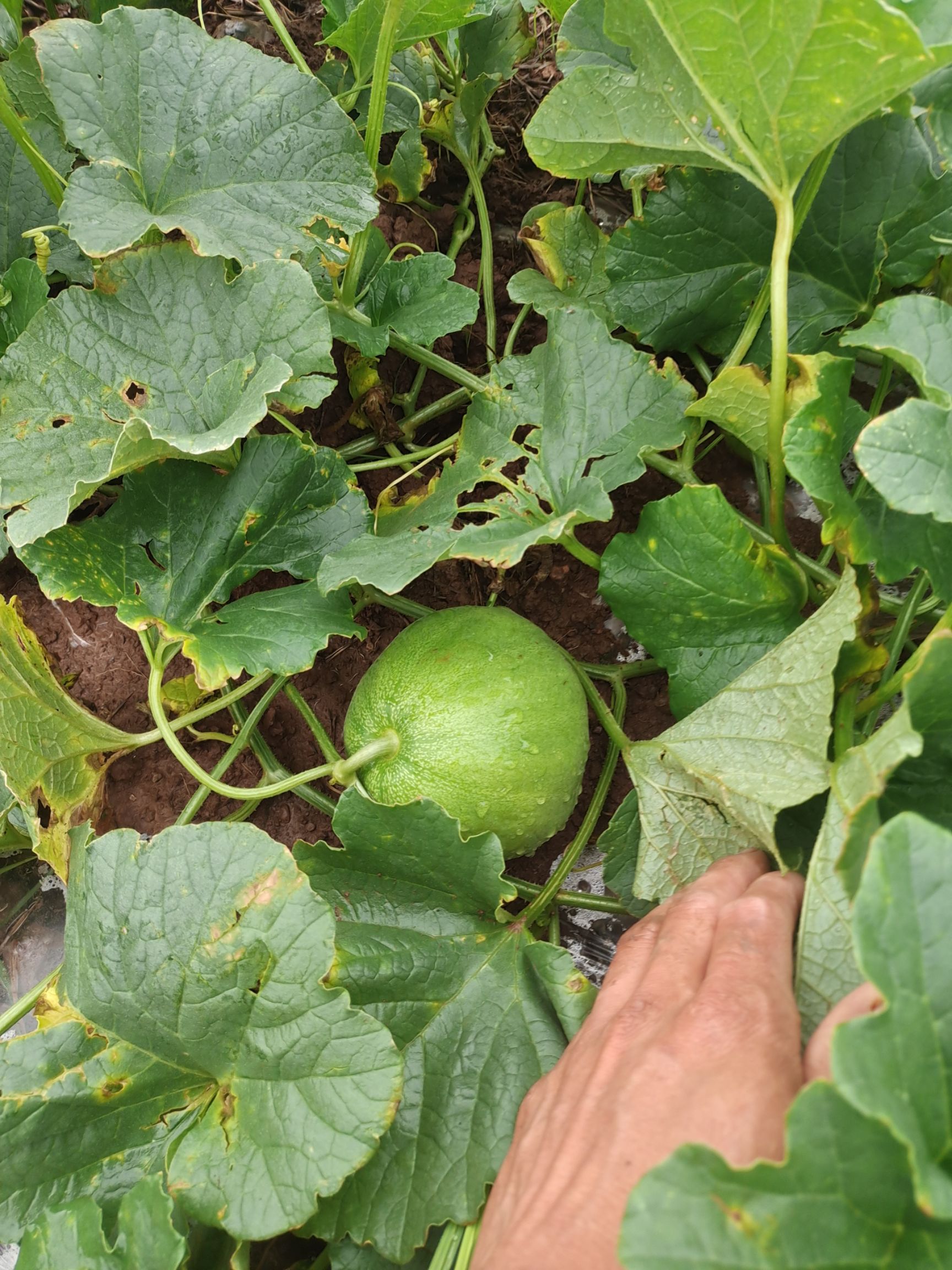 香如蜜甜瓜 自己种的香瓜，有机种植，无任何复合肥。