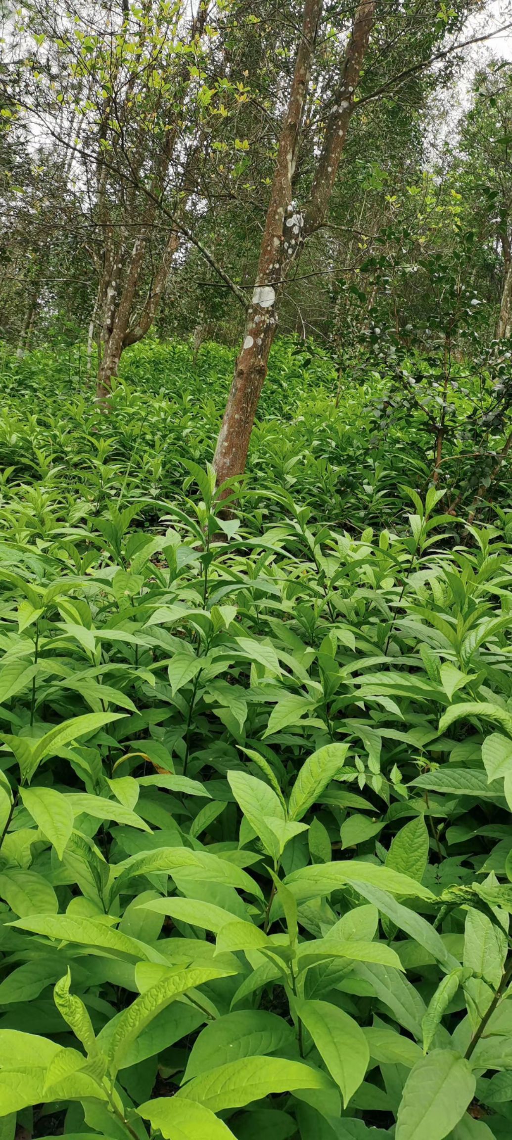 黄花倒水莲种苗  黄花倒水莲
