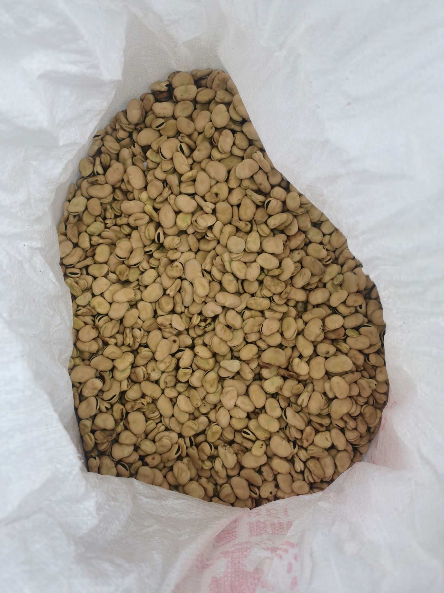 品蚕  大量供应蚕豆种豆、饲料豆通货蚕豆