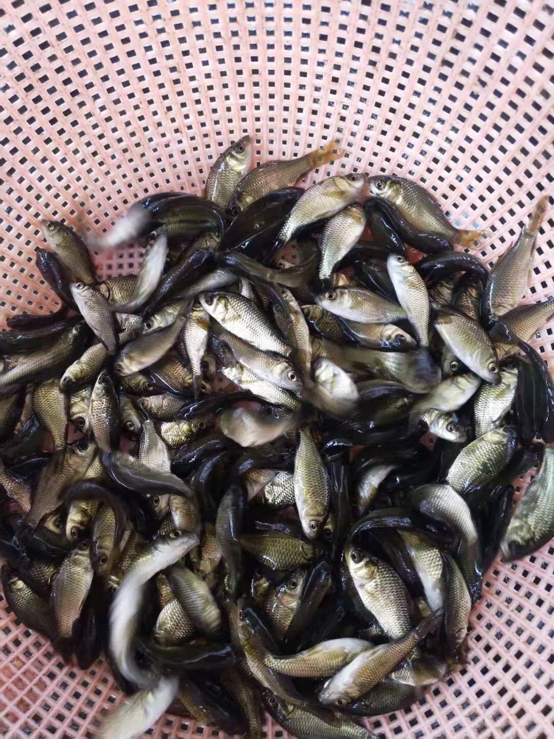 鲫鱼苗 重庆热销中科5号苗 提供养殖技术包运输下塘货到付款