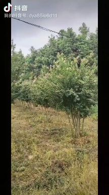 紫薇，红花紫薇  
丛生紫薇