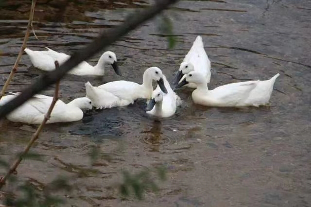 连城白鹜鸭  鸭  连城白鸭 2-3斤黑嘴黑脸白羽鸭