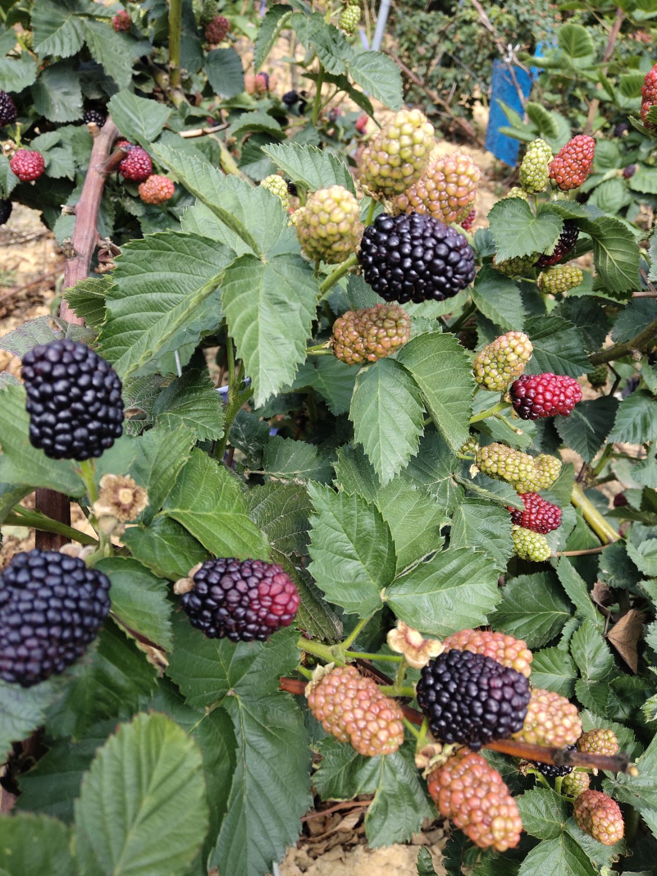 黑莓  黑树莓  果 苗