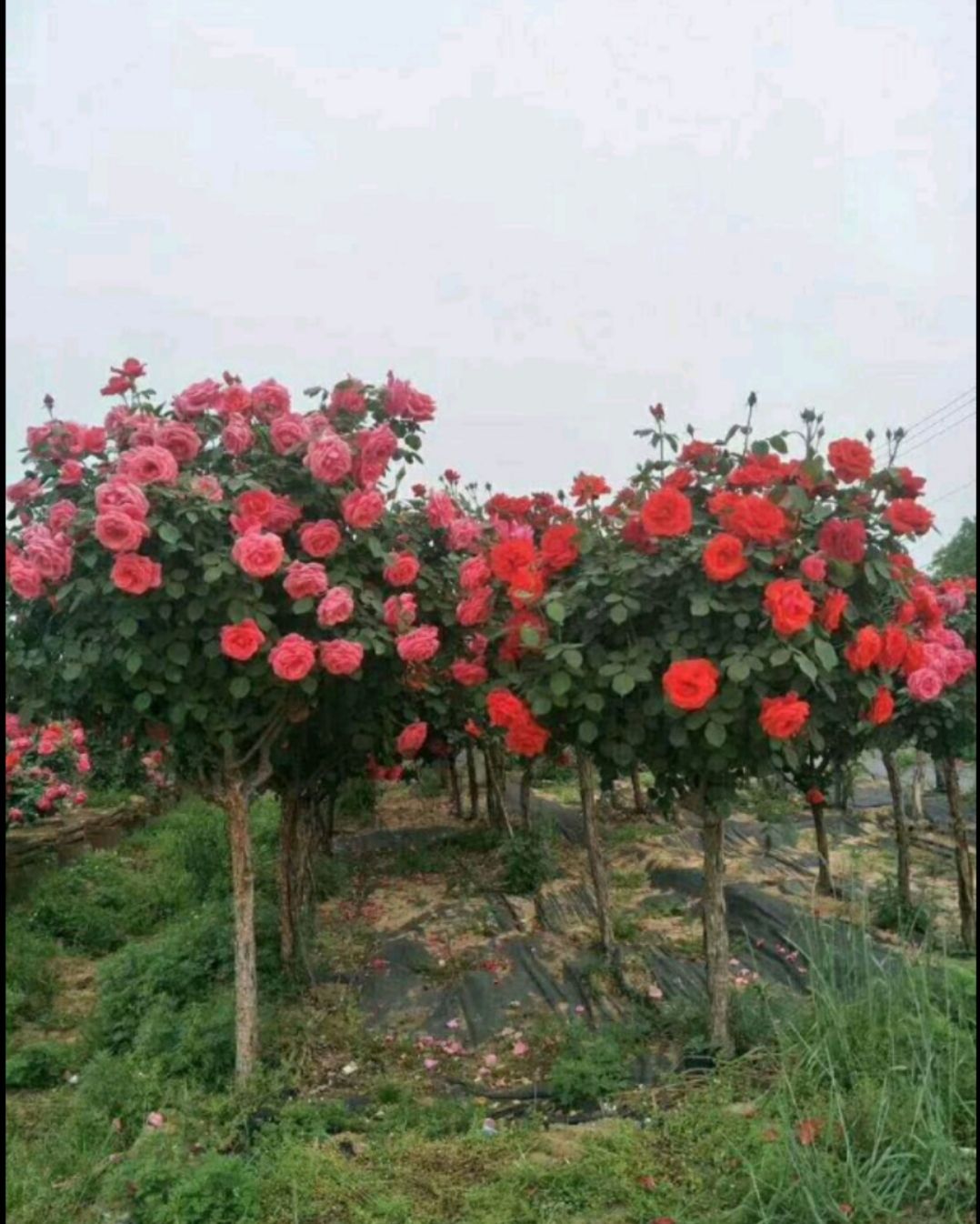 树状月季  树桩月季