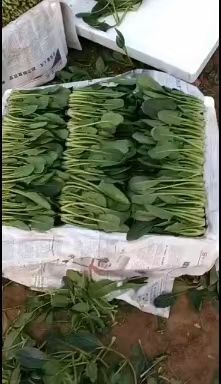 香河县 精品菠菜