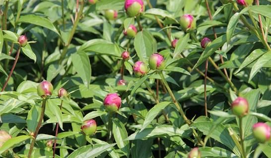 美丽芍药  芍药花骨朵