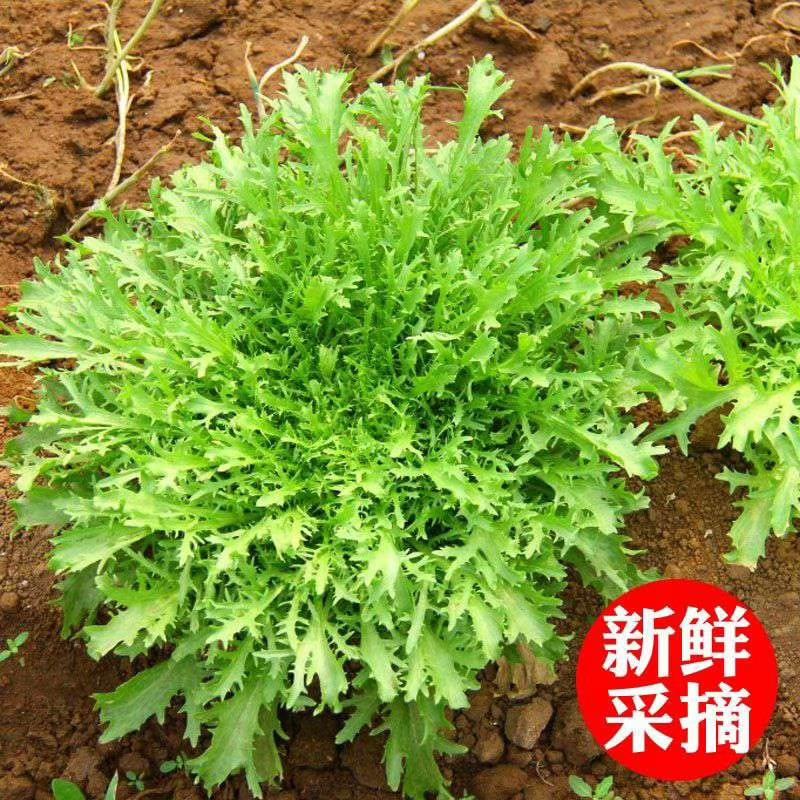 苦菊 云南产区精品蔬菜合作社产地直销提供优质货源，水菜，特菜