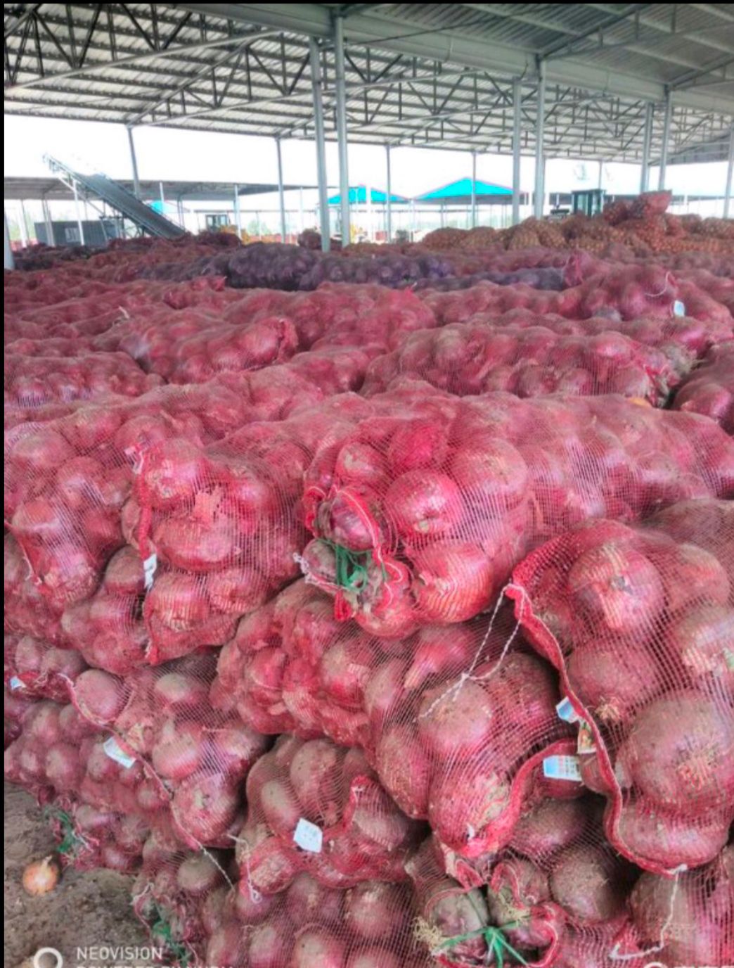 红皮洋葱  聊城二红洋葱基地种植，月底大量上货！