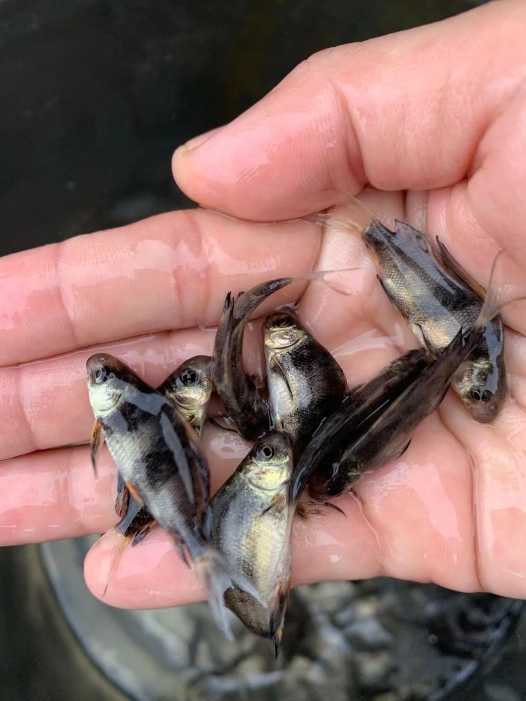 一帆风顺鱼苗 红鱼苗 岩鲤