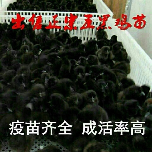 南宁鸡苗 绿壳蛋鸡苗 五黑鸡苗