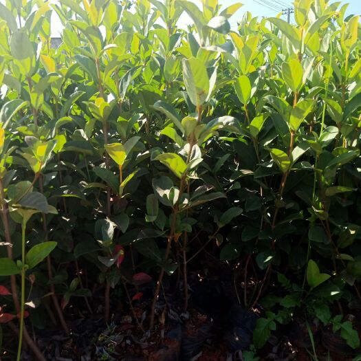 宜良县天目琼花 欧洲荚迷