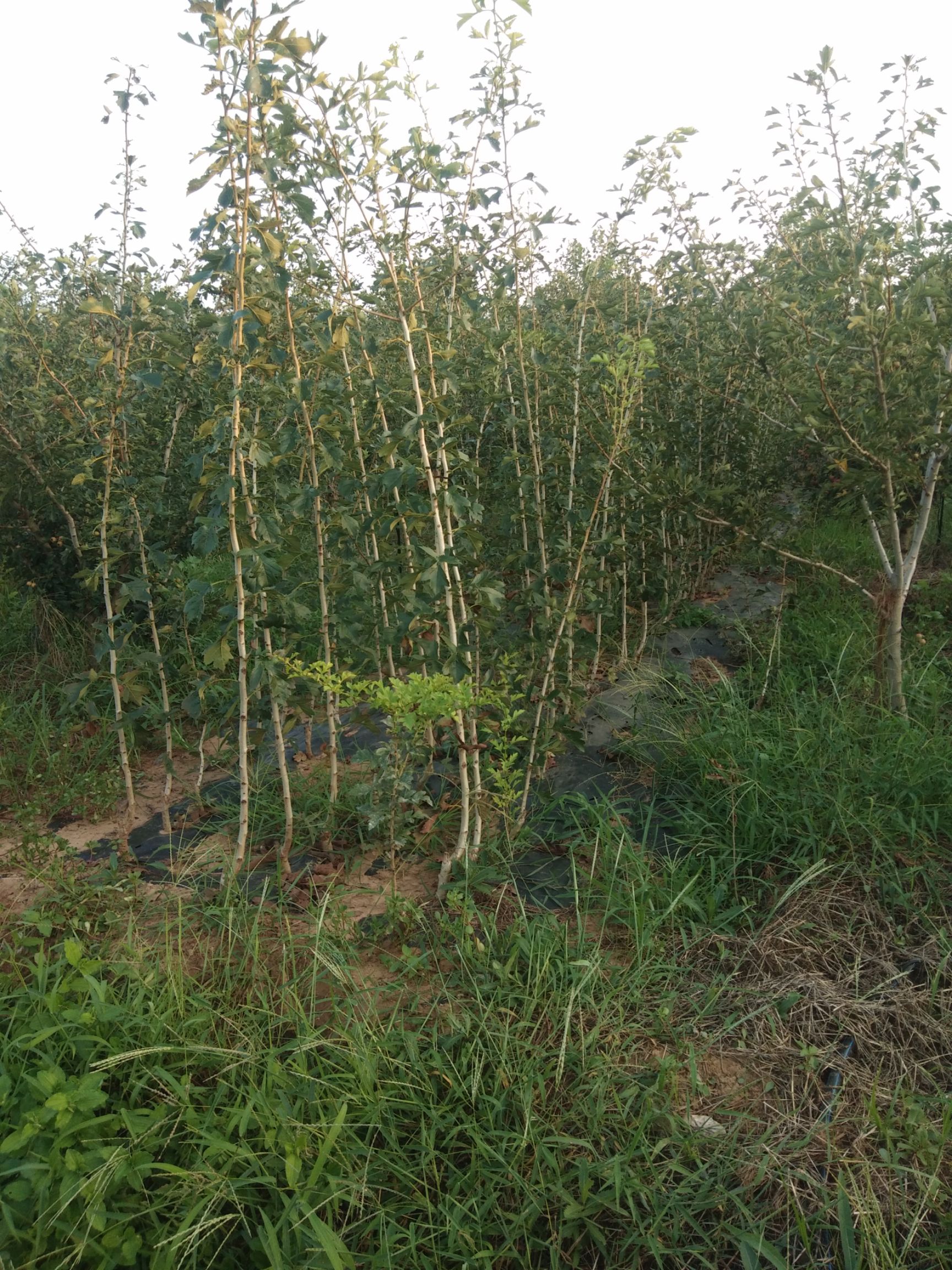 甜红子山楂苗  山楂苗甜红子山楂 产量最高 前景最好的山楂品种 市场供不应求