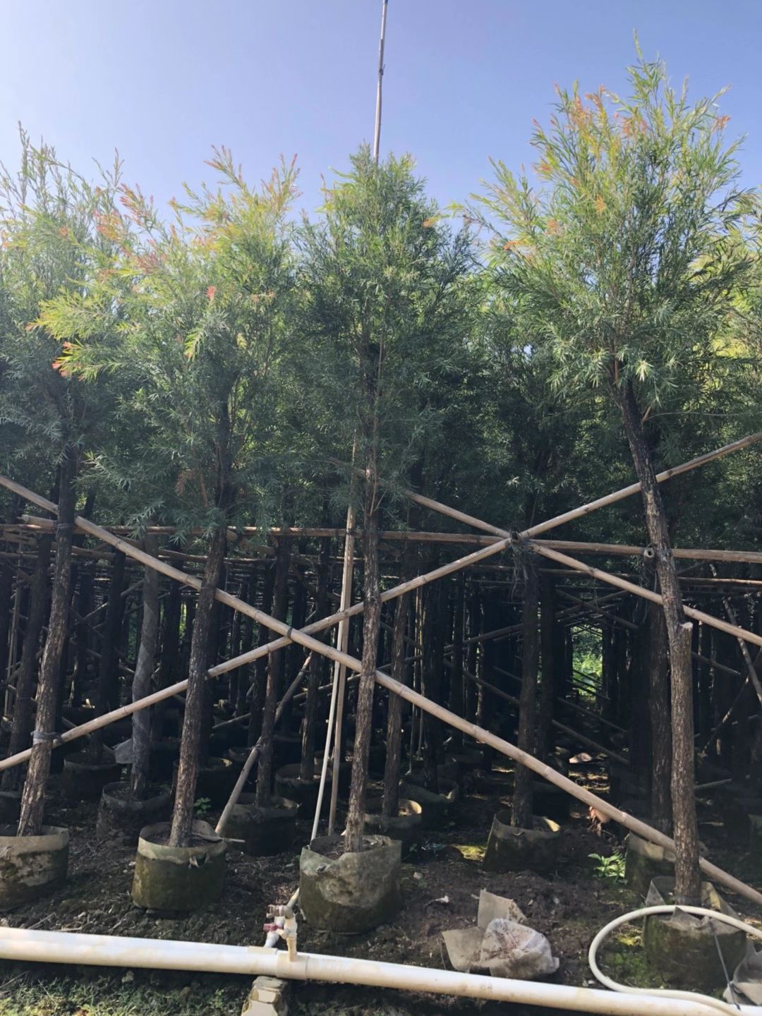 串钱柳（红千层）米径：12-15公分袋苗和假植苗出售批发