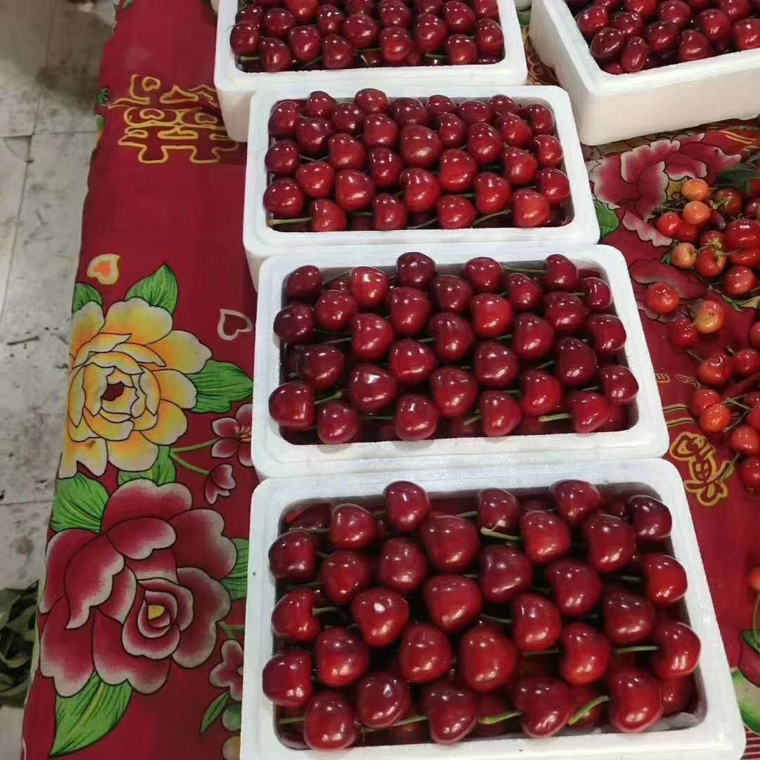 山东樱桃批发基地，美早樱桃，先锋樱桃，红灯樱桃，大果，中果等