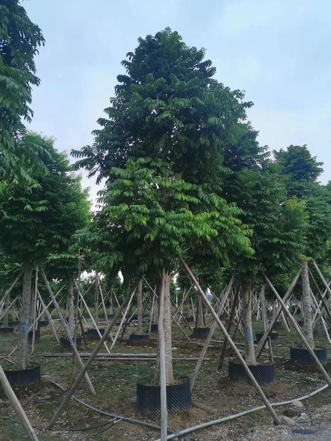 人面子树  仁面子（人面子）米径：15-18-20公分 大骨架精品假植苗