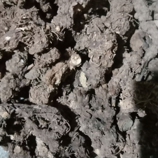 山阳县北苍术  中药材 苍术 家种苍术