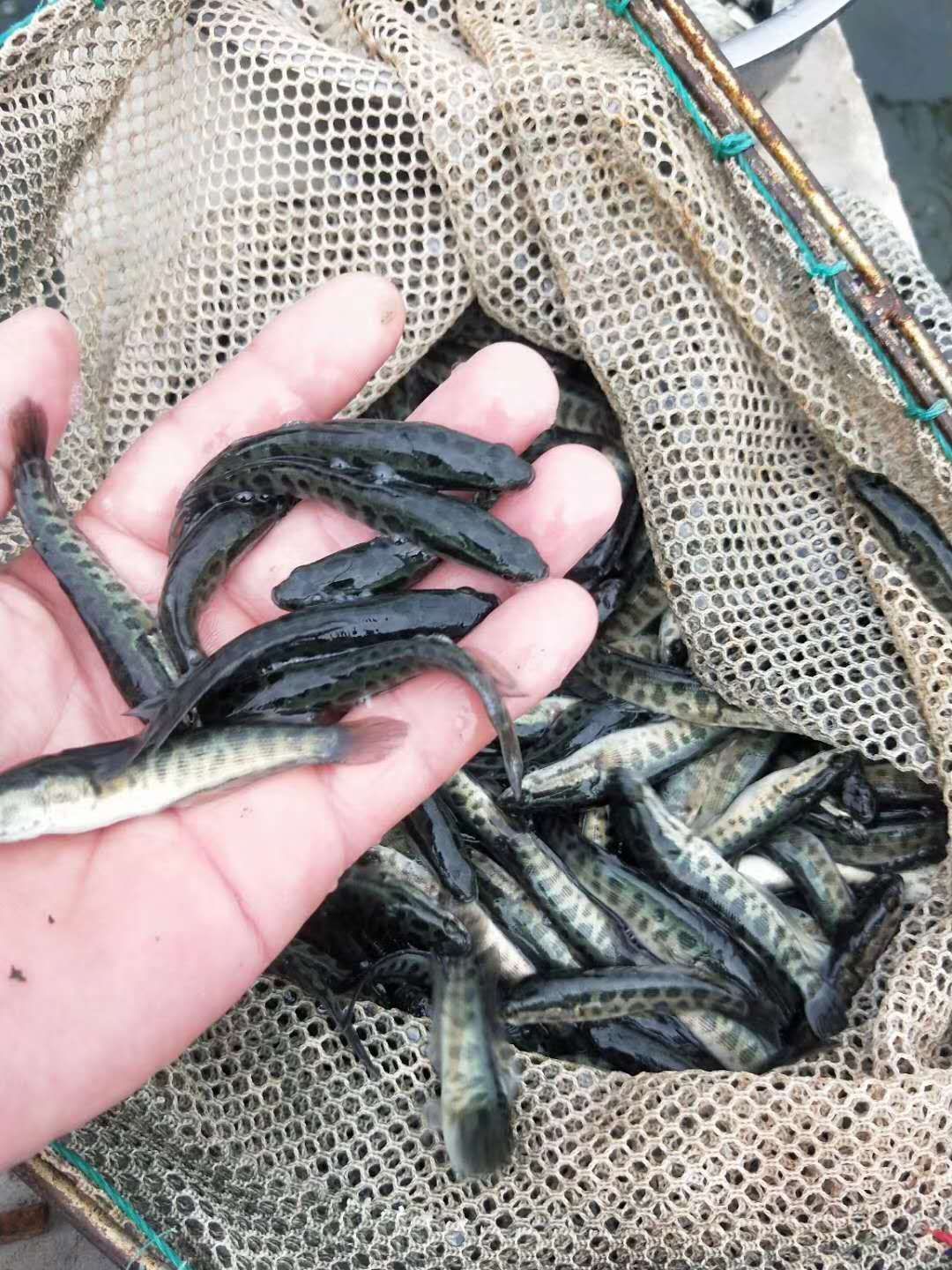 乌鱼苗 精品乌鱼苗杂交麻乌鱼 提供池塘消毒下塘包运输货到付款
