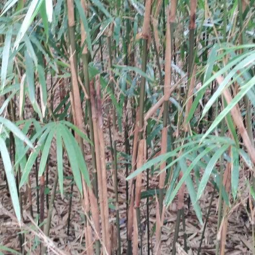 紫金县苦竹