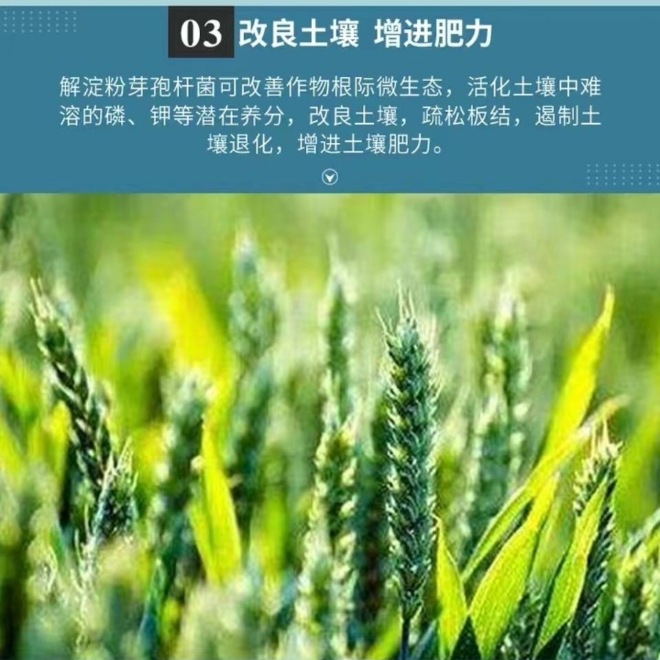磷肥  解淀粉芽孢杆菌 改良土壤 增进肥力 有助生长