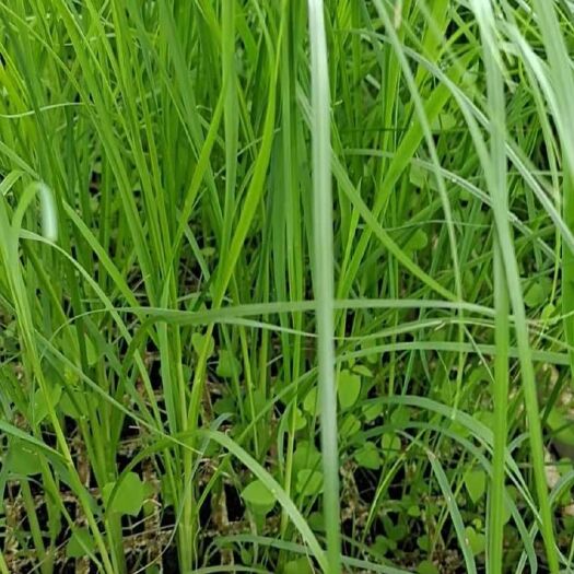 玉溪批发大蒲苇苗，花穗大，长势好。