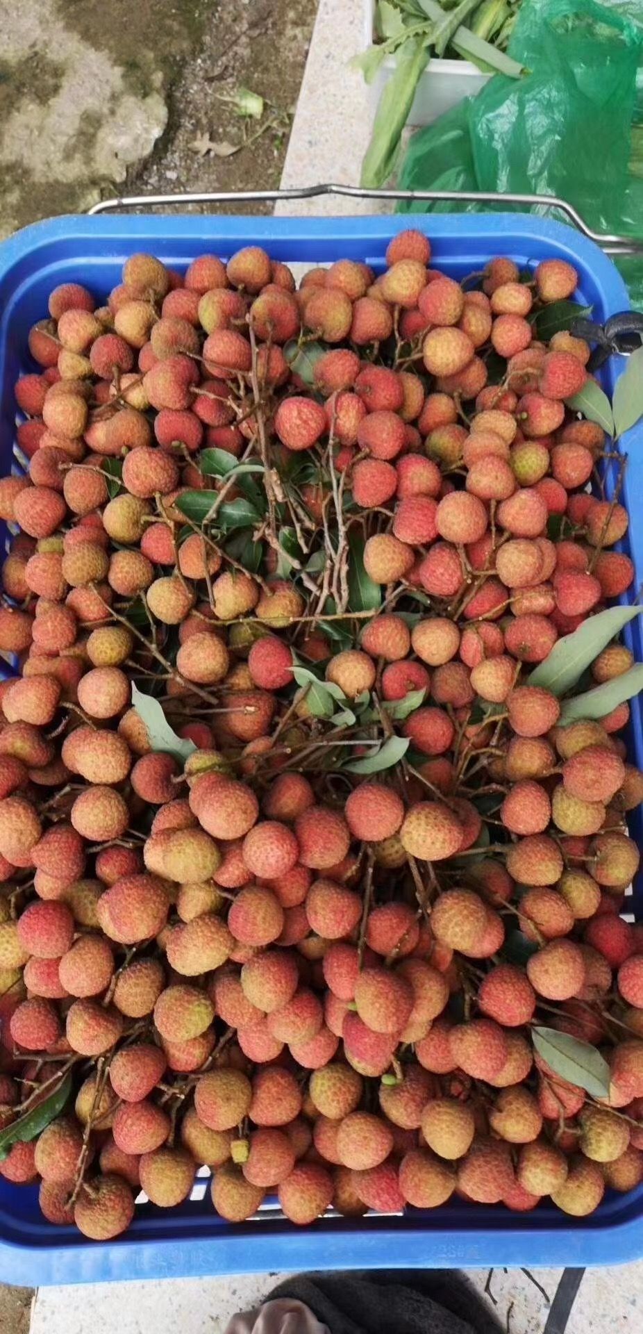 送礼（10斤/箱）白糖罂荔枝