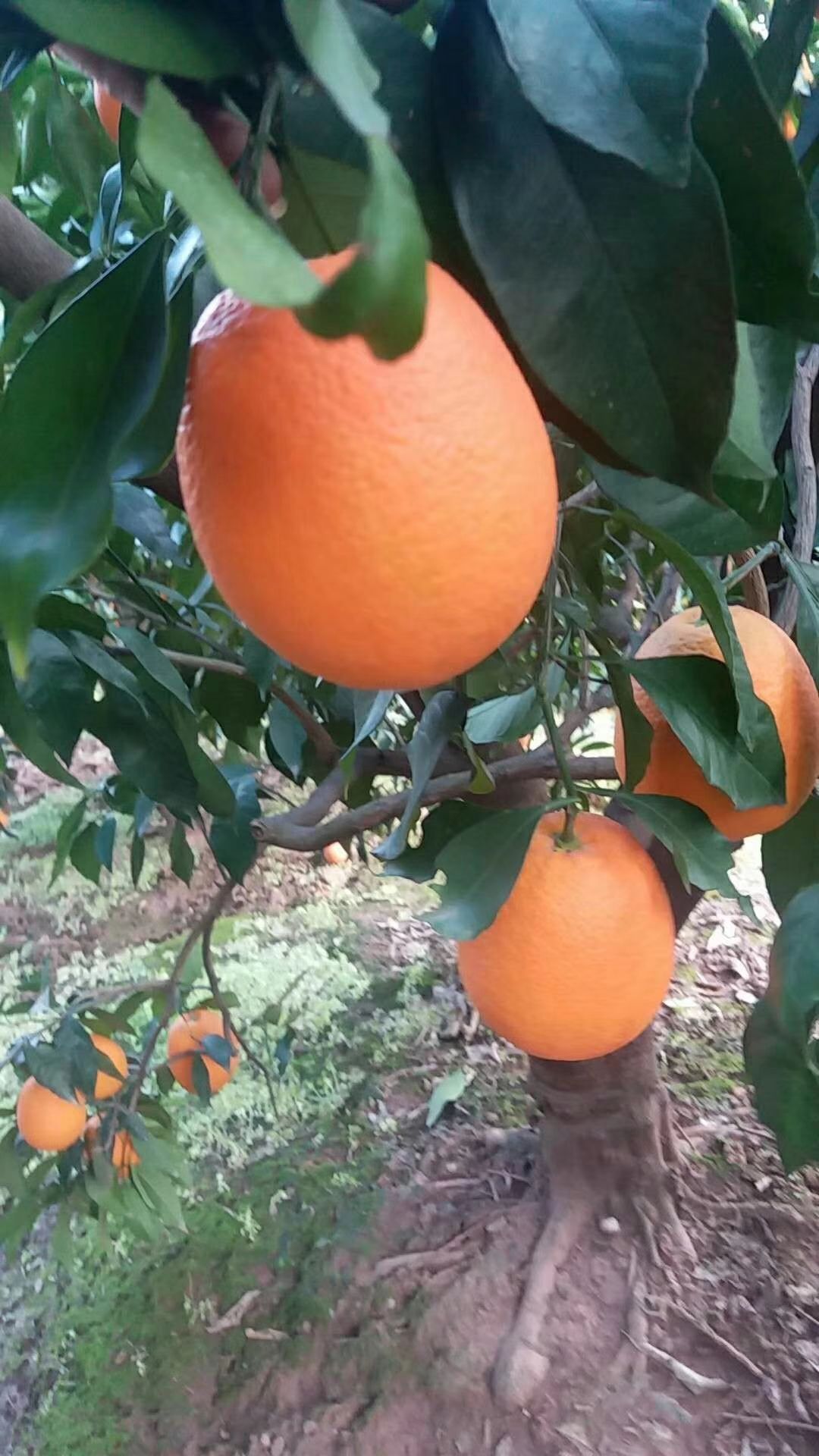 长虹脐橙  纽荷尔脐橙，中华红橙个大，皮薄，颜色红口感甜！