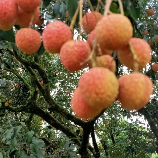 高州市 荔枝